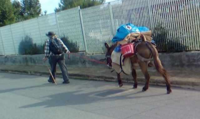 Bari, avvistati Diana e il suo asino: a piedi dalla Francia alla scoperta